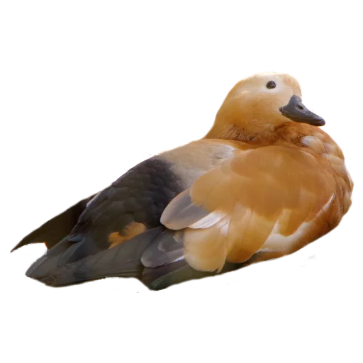 🦆 Стикер «Гуси» для Telegram