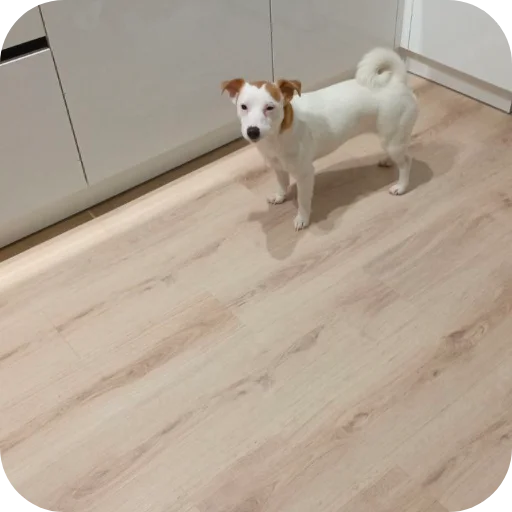 🐶 Стикер «Джерри» для Telegram