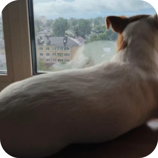 🐱 Стикер «Джерри» для Telegram