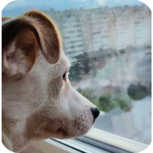 🐱 Стикер «Джерри» для Telegram