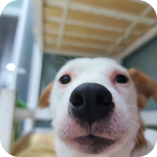 🐶 Стикер «Джерри» для Telegram