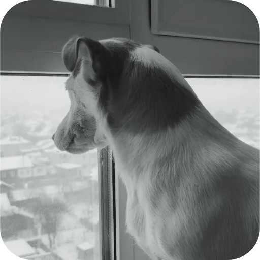 🐱 Стикер «Джерри» для Telegram