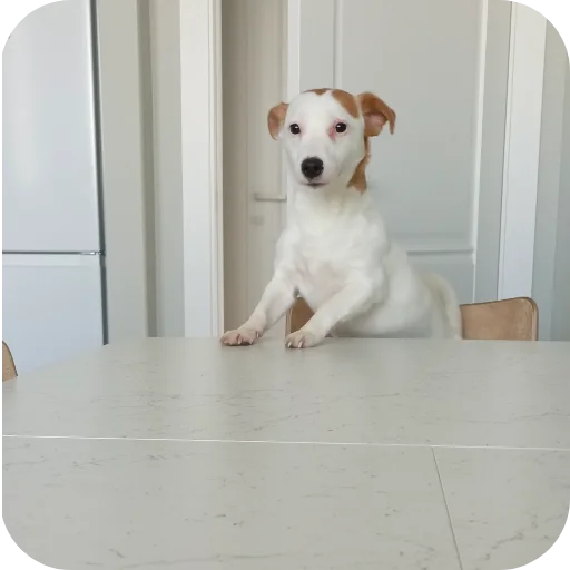 🐶 Стикер «Джерри» для Telegram