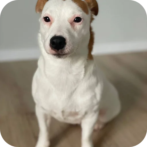 🐶 Стикер «Джерри» для Telegram