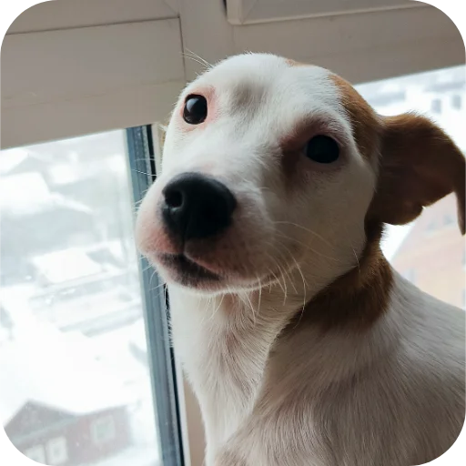 🐶 Стикер «Джерри» для Telegram