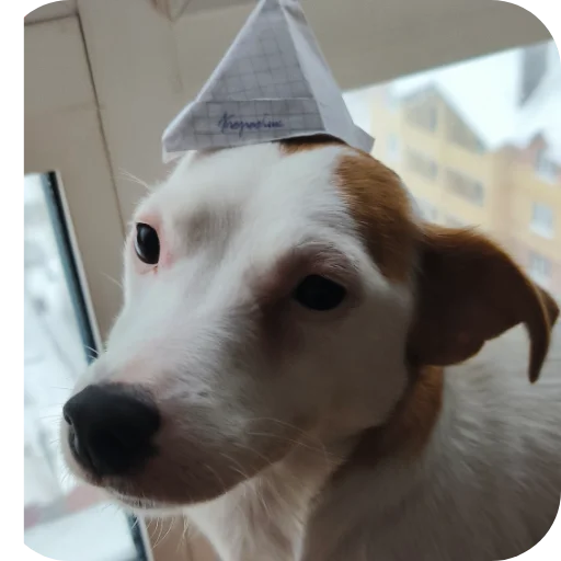 🐶 Стикер «Джерри» для Telegram