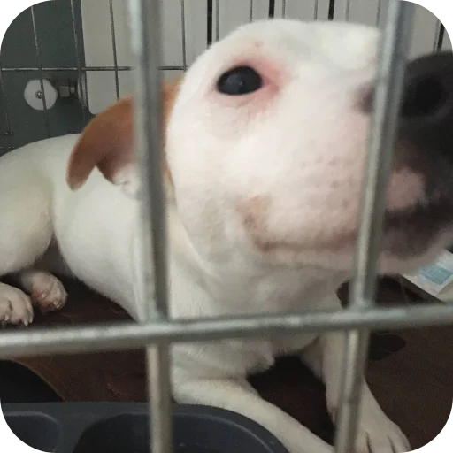 🐶 Стикер «Джерри» для Telegram