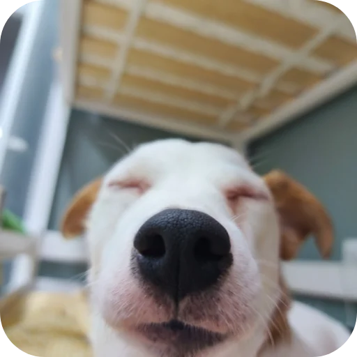 🐶 Стикер «Джерри» для Telegram