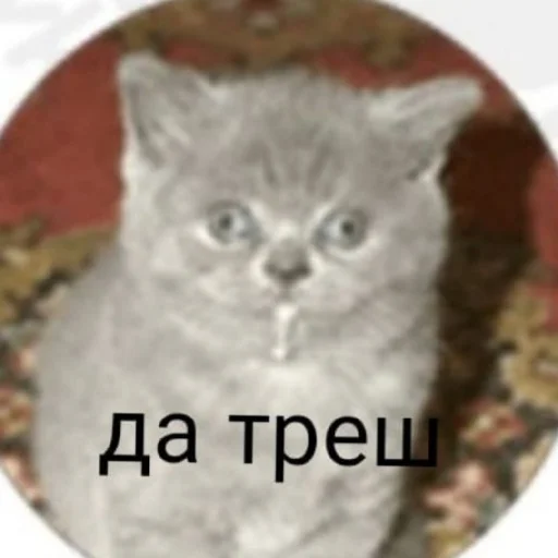 🤐 Стикер «Джоджо топ» для Telegram