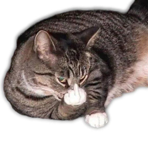🐱 Стикер «пиштя» для Telegram