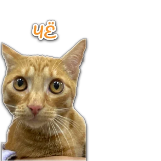 😬 Стикер «пиштя» для Telegram