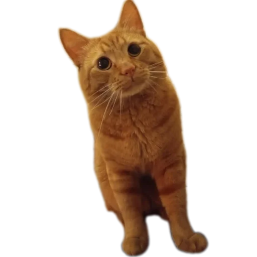 🐱 Стикер «пиштя» для Telegram