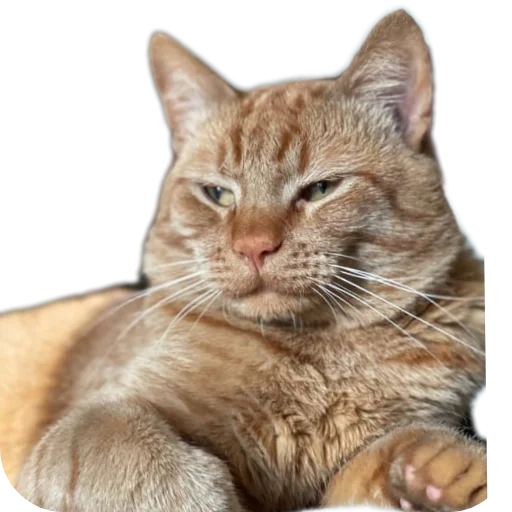 🐱 Стикер «пиштя» для Telegram