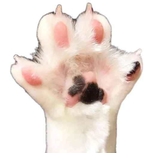 🐱 Стикер «пиштя» для Telegram