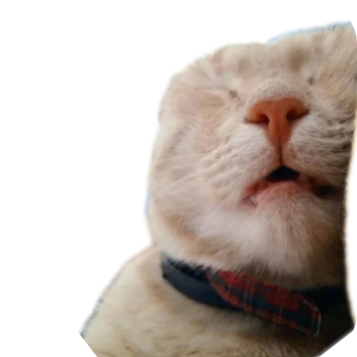 🐱 Стикер «пиштя» для Telegram