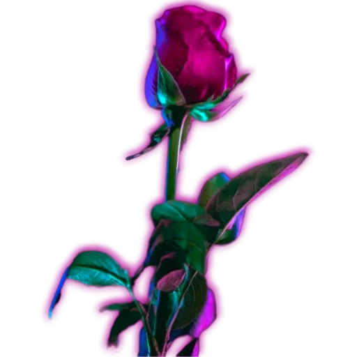 🌹 Стикер «пиштя» для Telegram