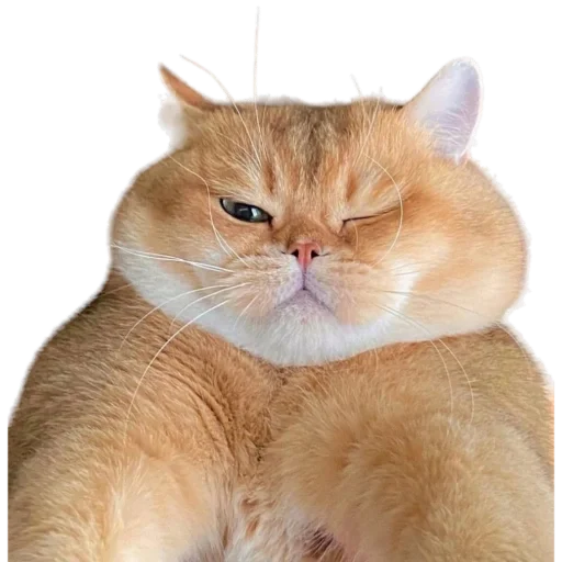 😺 Стикер «пиштя» для Telegram