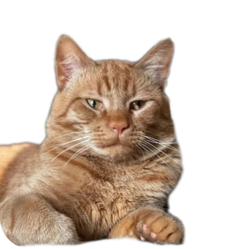 🐱 Стикер «пиштя» для Telegram