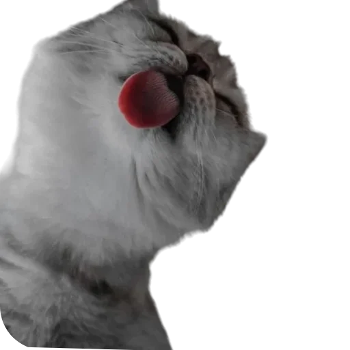 😻 Стикер «пиштя» для Telegram