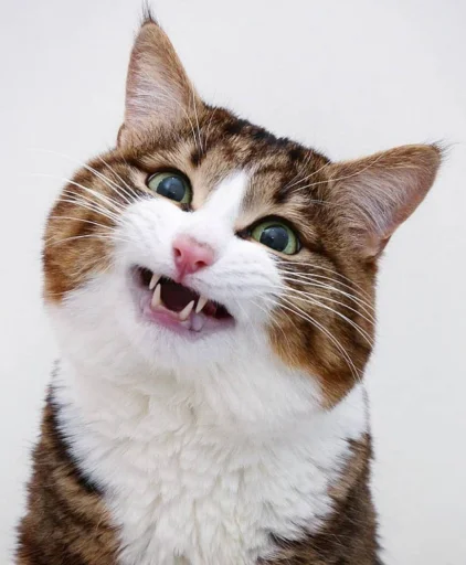 😁 Стикер «Еблеты котов» для Telegram