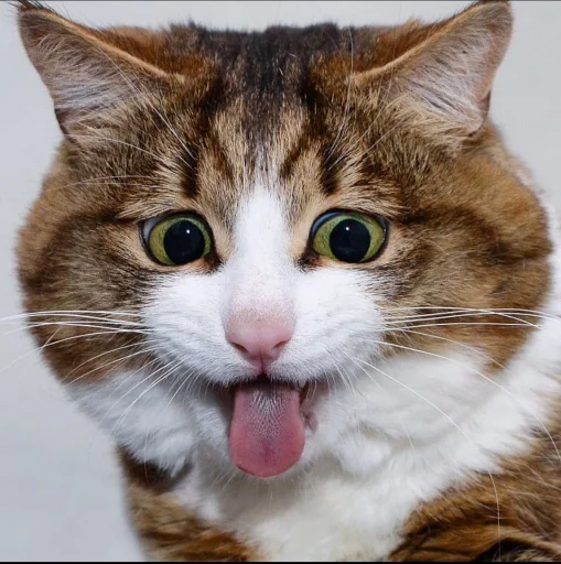 😝 Стикер «Еблеты котов» для Telegram