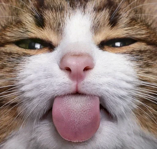😛 Стикер «Еблеты котов» для Telegram