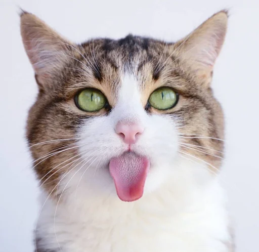 😋 Стикер «Еблеты котов» для Telegram