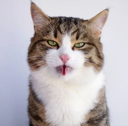 😜 Стикер «Еблеты котов» для Telegram