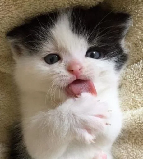 🥺 Стикер «Еблеты котов» для Telegram