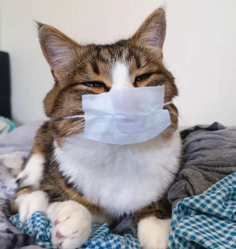 😷 Стикер «Еблеты котов» для Telegram