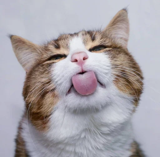 😝 Стикер «Еблеты котов» для Telegram