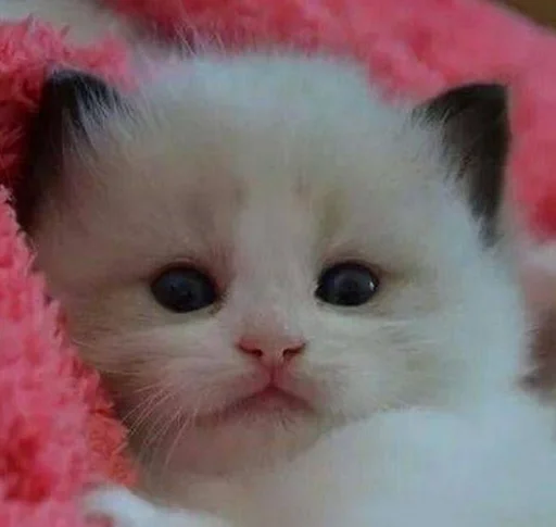 🥲 Стикер «Еблеты котов» для Telegram
