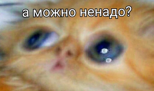 😳 Стикер «EarnDevison» для Telegram