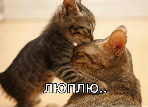 ❤️ Стикер «EarnDevison» для Telegram
