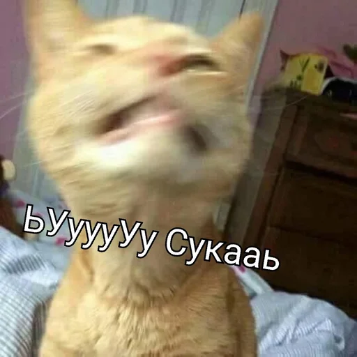 🤬 Стикер «EarnDevison» для Telegram