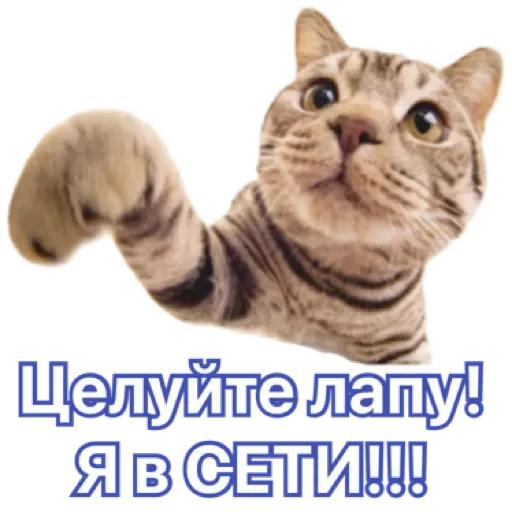 😘 Стикер «EarnDevison» для Telegram