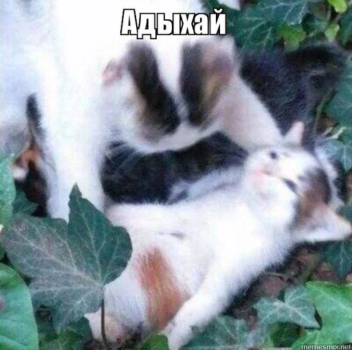 👏 Стикер «EarnDevison» для Telegram
