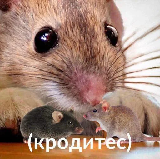 🐀 Стикер «EarnDevison» для Telegram