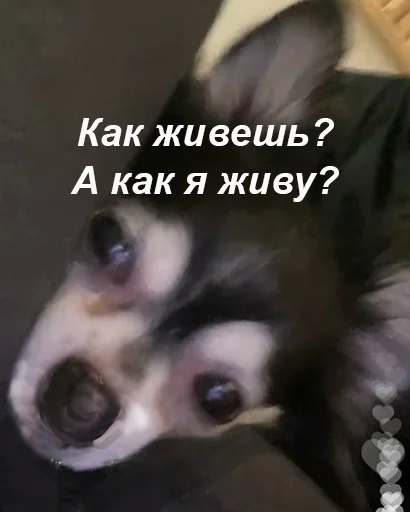 😼 Стикер «Ебазия» для Telegram