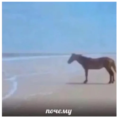 ❓ Стикер «ebasosinaotsnuwix» для Telegram