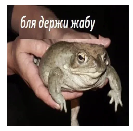 🐸 Стикер «ebasosinaotsnuwix» для Telegram