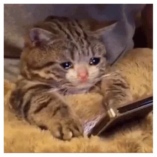 😢 Стикер «ebasosinaotsnuwix» для Telegram