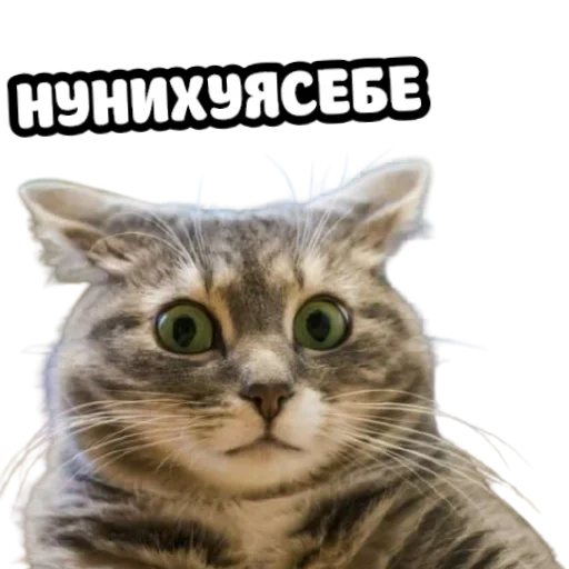 😳 Стикер «ебать ну и название» для Telegram