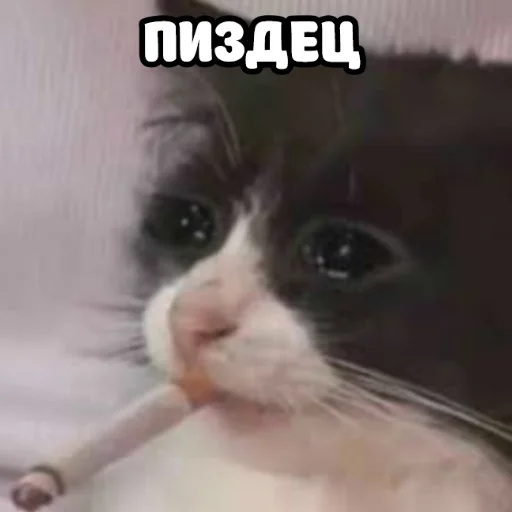 🥺 Стикер «ебать ну и название» для Telegram