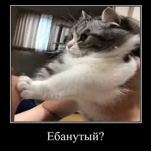 🥴 Стикер «Ебучий кот» для Telegram
