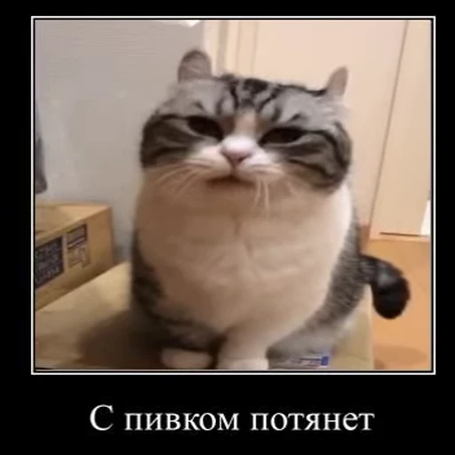 🍻 Стикер «Ебучий кот» для Telegram