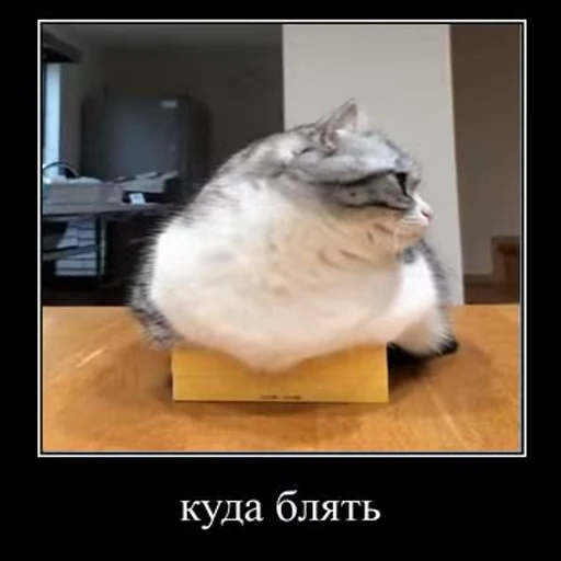 ❓ Стикер «Ебучий кот» для Telegram