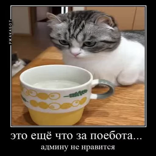 😾 Стикер «Ебучий кот» для Telegram