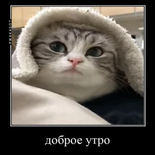 🌅 Стикер «Ебучий кот» для Telegram