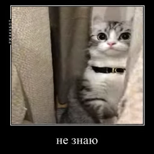 ❓ Стикер «Ебучий кот» для Telegram